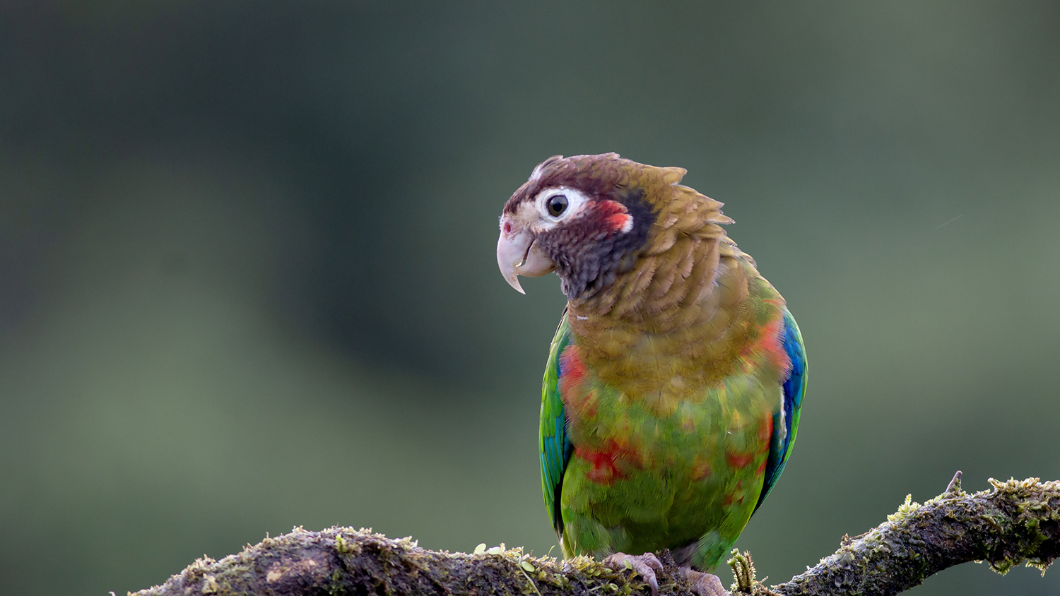Brown-hooded Parrot